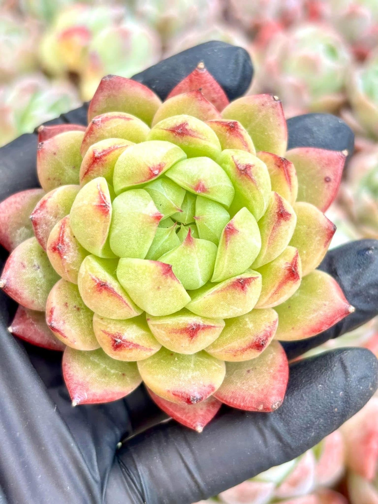 Echeveria Lime Popsicle | Live Succulent Plant | Imported Plants | Imported Echeveria