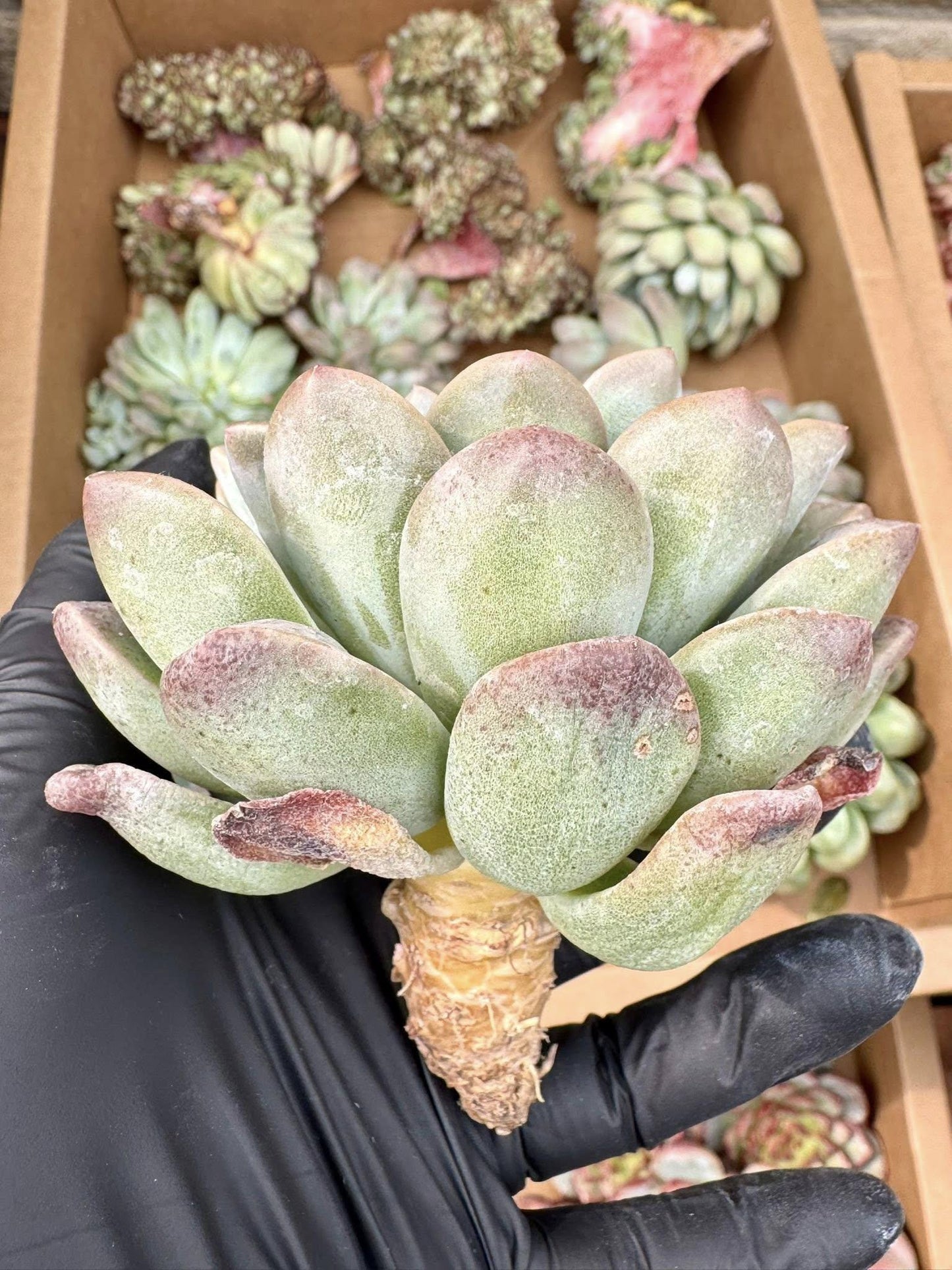 Echeveria Boddhisatva Wart | Live Succulent Plant | Korean Succulent