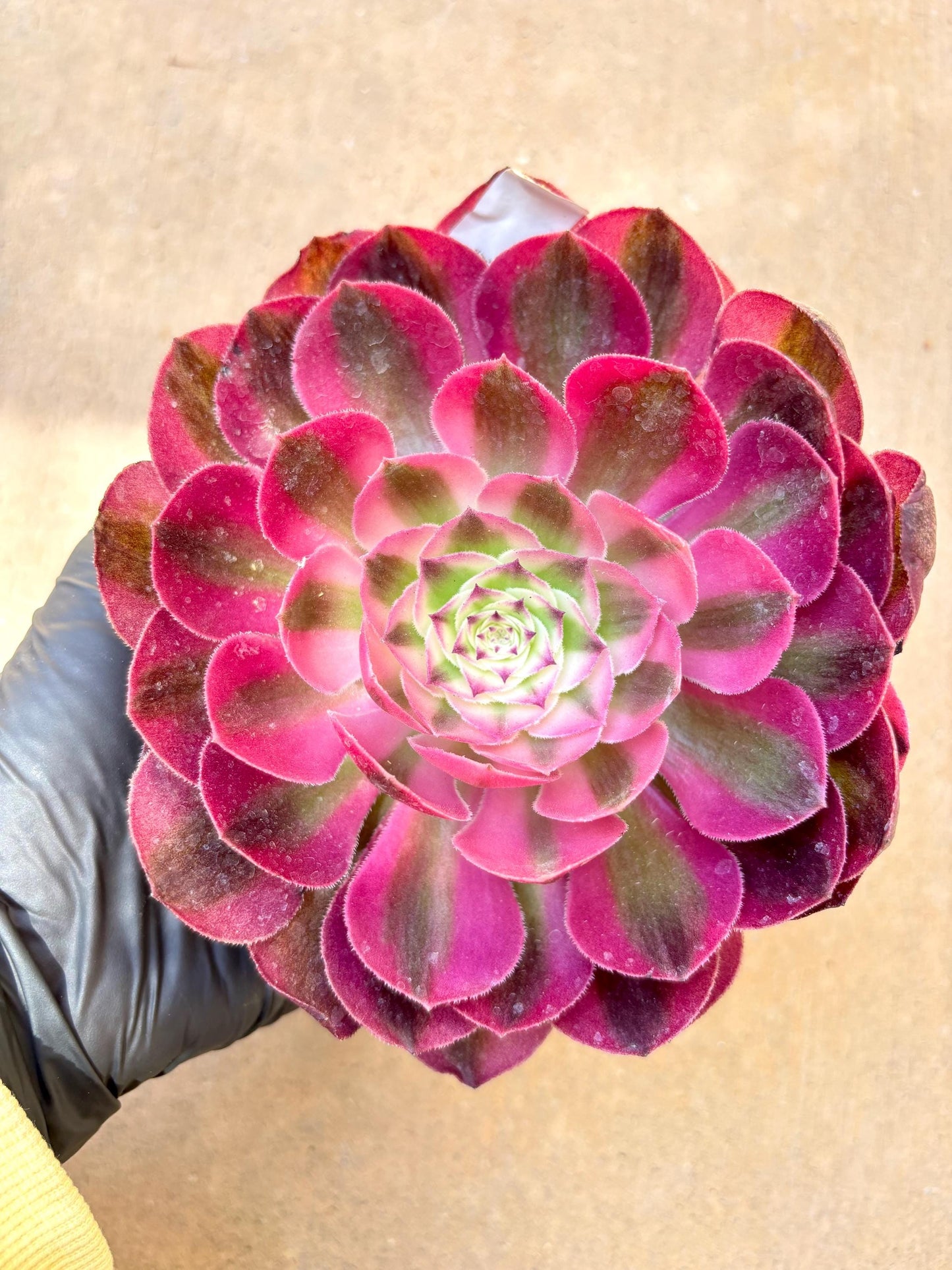 Aeonium Allure Variegated | Live Succulent Plant | Korean Succulent | Rare Imported Aeonium | Imported Plants