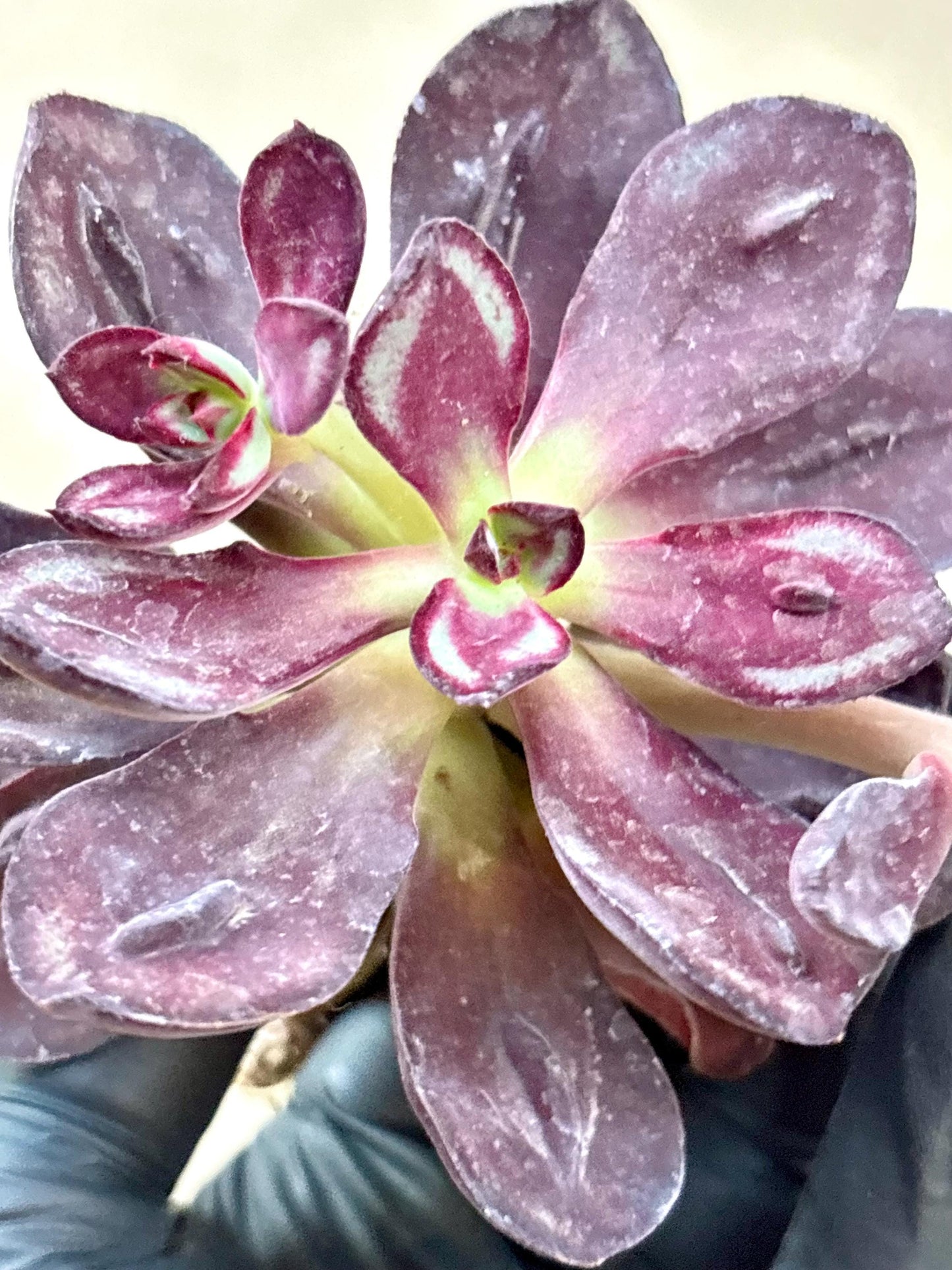 Echeveria Nodulosa Benitsukasa | Live Succulent Plant | Korean Succulent | Variegated Echeveria | Imported Plants