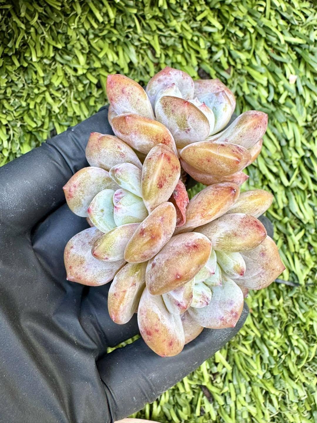 Echeveria Pomegranate Seed | Live Succulent Plant | Korean Succulent | Rare Imported Echeveria | Imported Plants