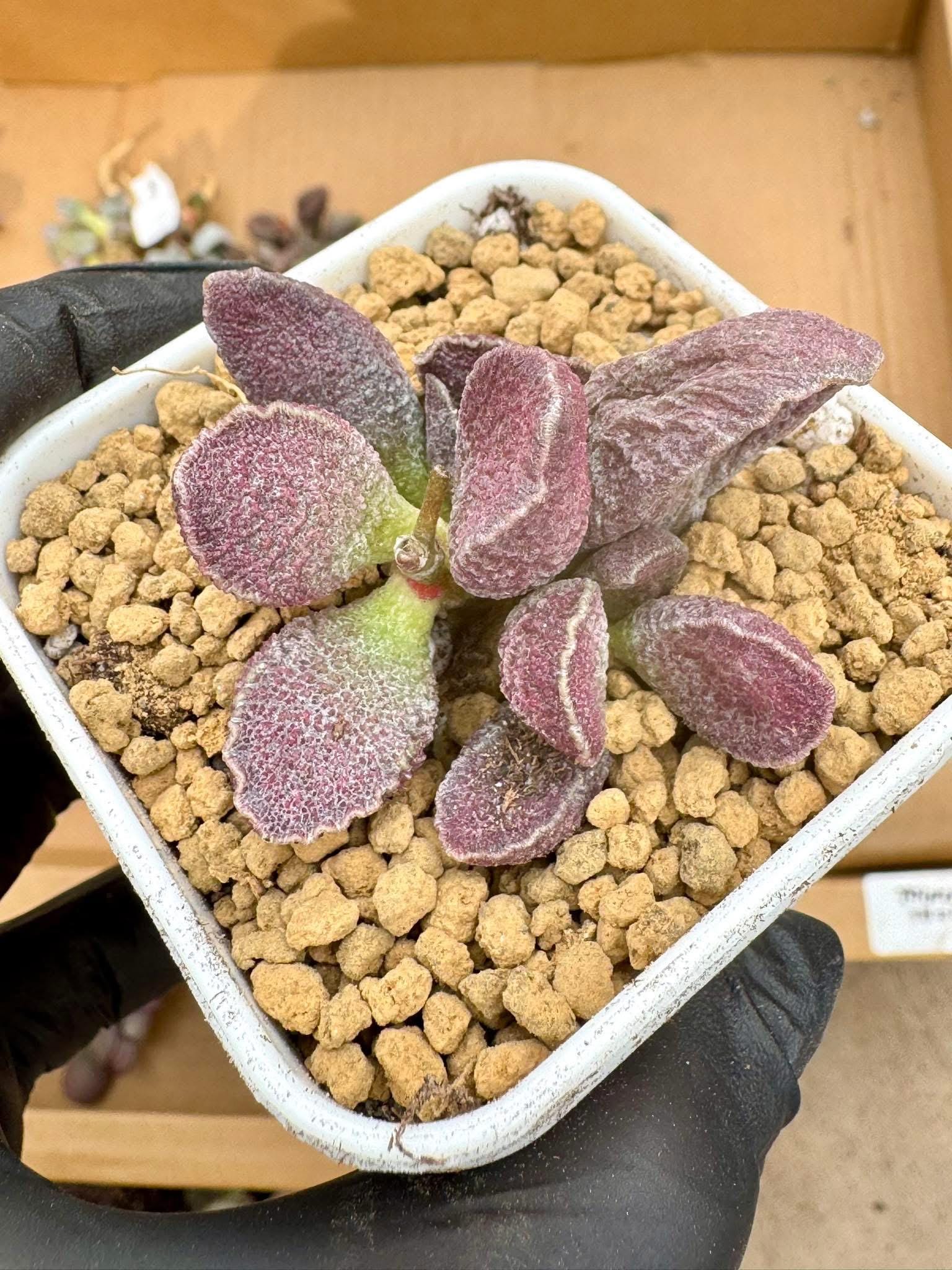 succulent pork Adromischus Hammer Pork Skin | Live Succulent Plant