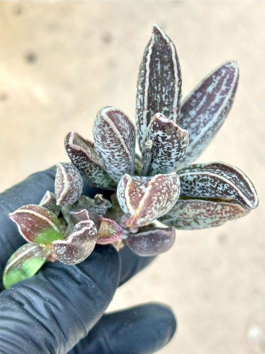 Echeveria Muscle Leaf Live Succulent Plant | Korean Succulent | Rare Imported Echeveria | Imported Plants