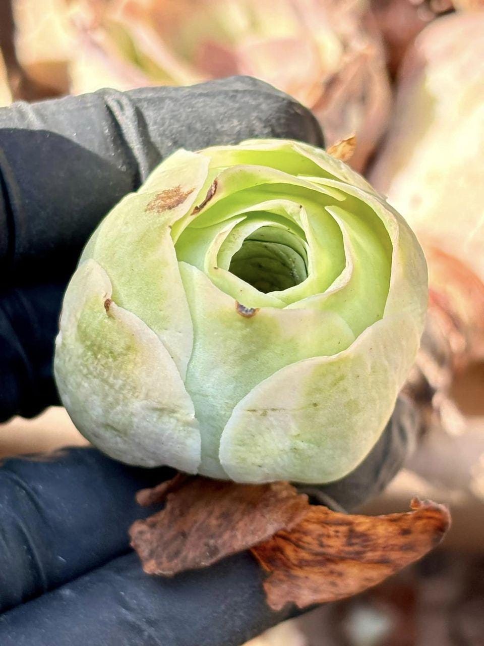 Echeveria Fantasy | Live Succulent Plant | Echeveria Cluster | Rare Imported Echeveria | Imported Plants