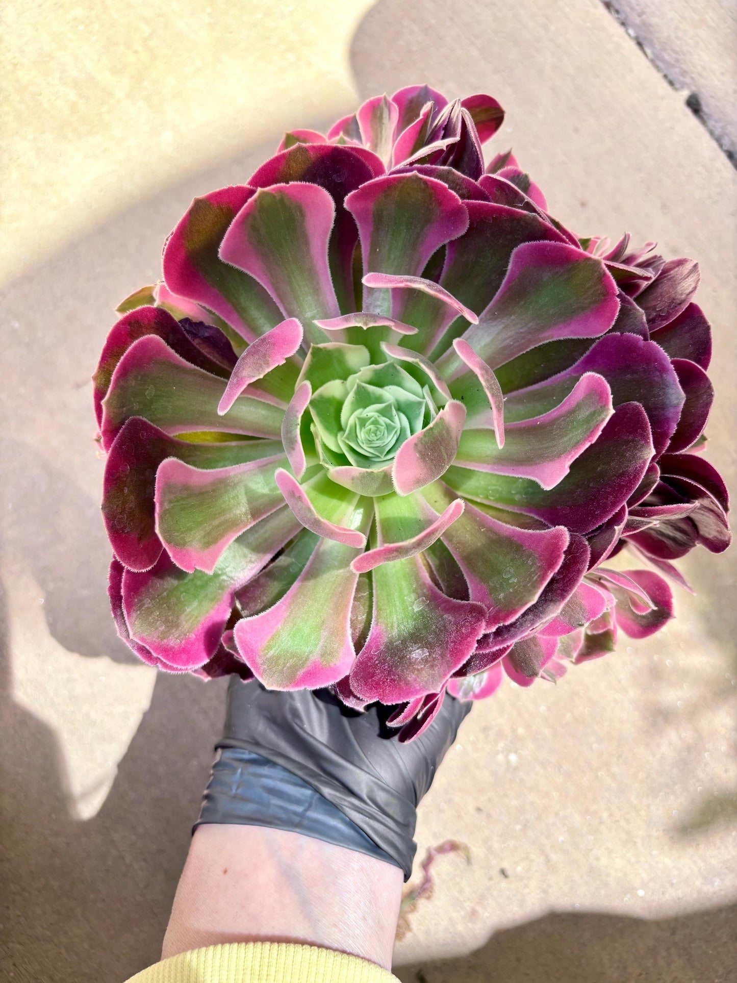 Aeonium Pink Girl Variegated | Live Succulent Plant | Korean Succulent | Rare Imported Aeonium | Imported Plants