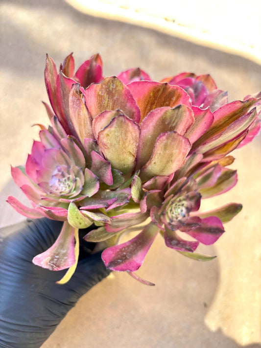 Aeonium Powder Beauty Variegated | Live Succulent Plant | Korean Succulent | Rare Imported Aeonium | Imported Plants