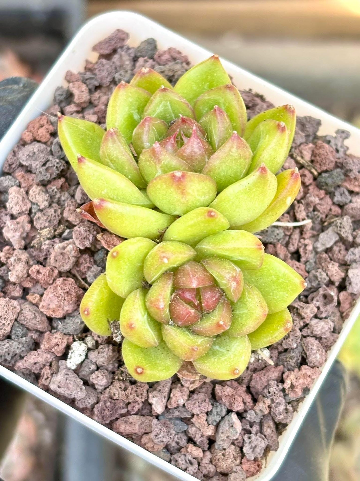 Echeveria Candy Jenny size ~2.5” | Live Succulent Plant | Echeveria Cluster | Rare Imported Echeveria | Imported Plants