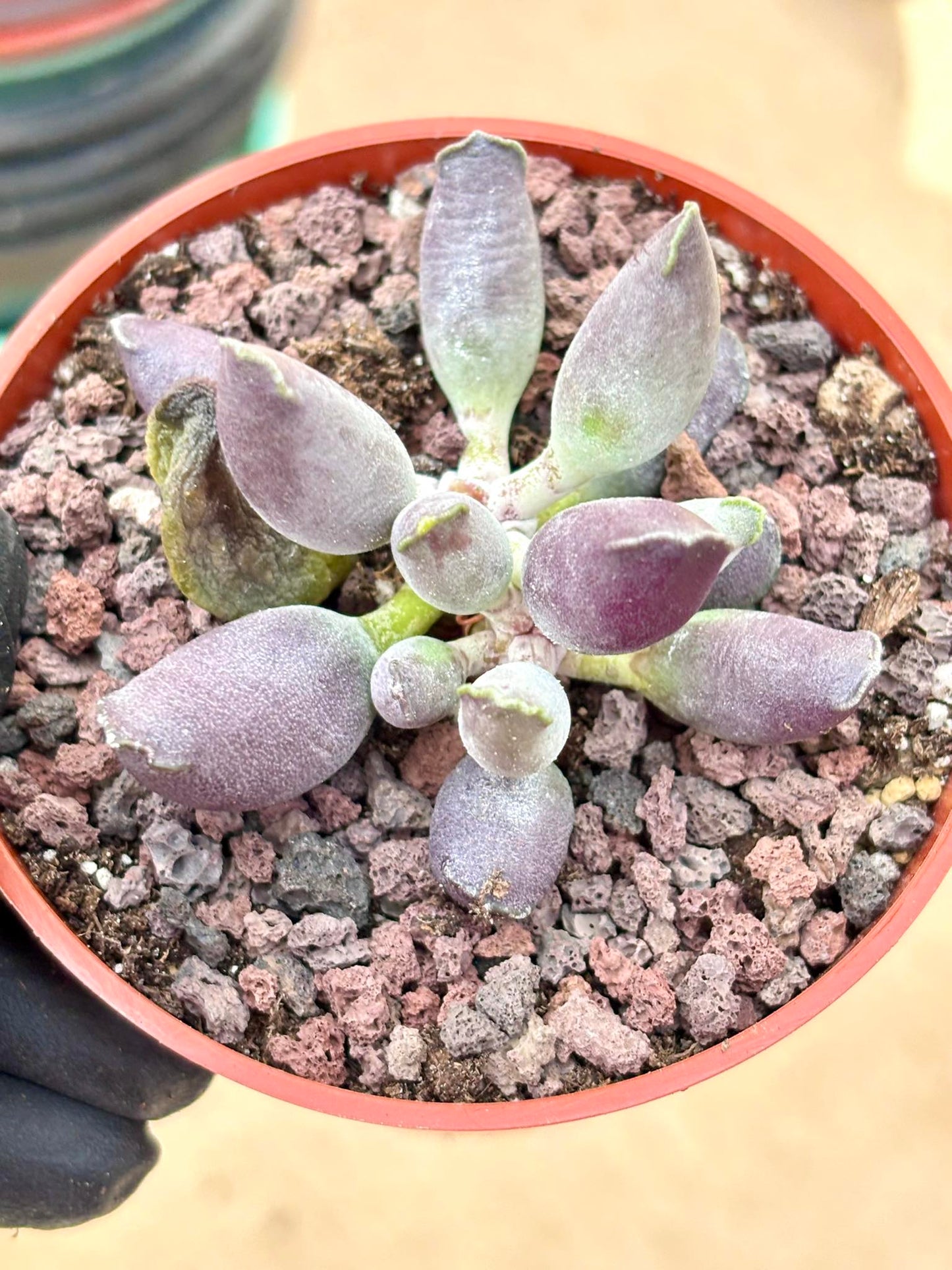 Andromiscus Purple Seal | Live Succulent Plant | Korean Succulent | Variegated Echeveria | Imported Plants | Echeveria Clusters