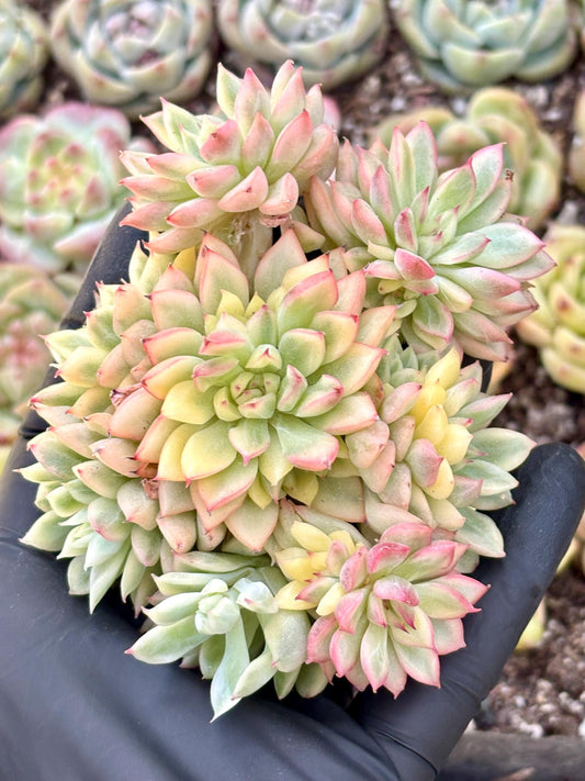 Echeveria Mebina Variegated | Live Succulent Plant | Korean Succulent | Variegated Echeveria | Imported Plants | Echeveria Clusters