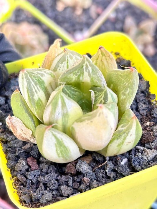 Haworthia Bao Cao Variegated | Live Succulent Plant | Korean Succulent | Rare Imported Echeveria | Imported Plants