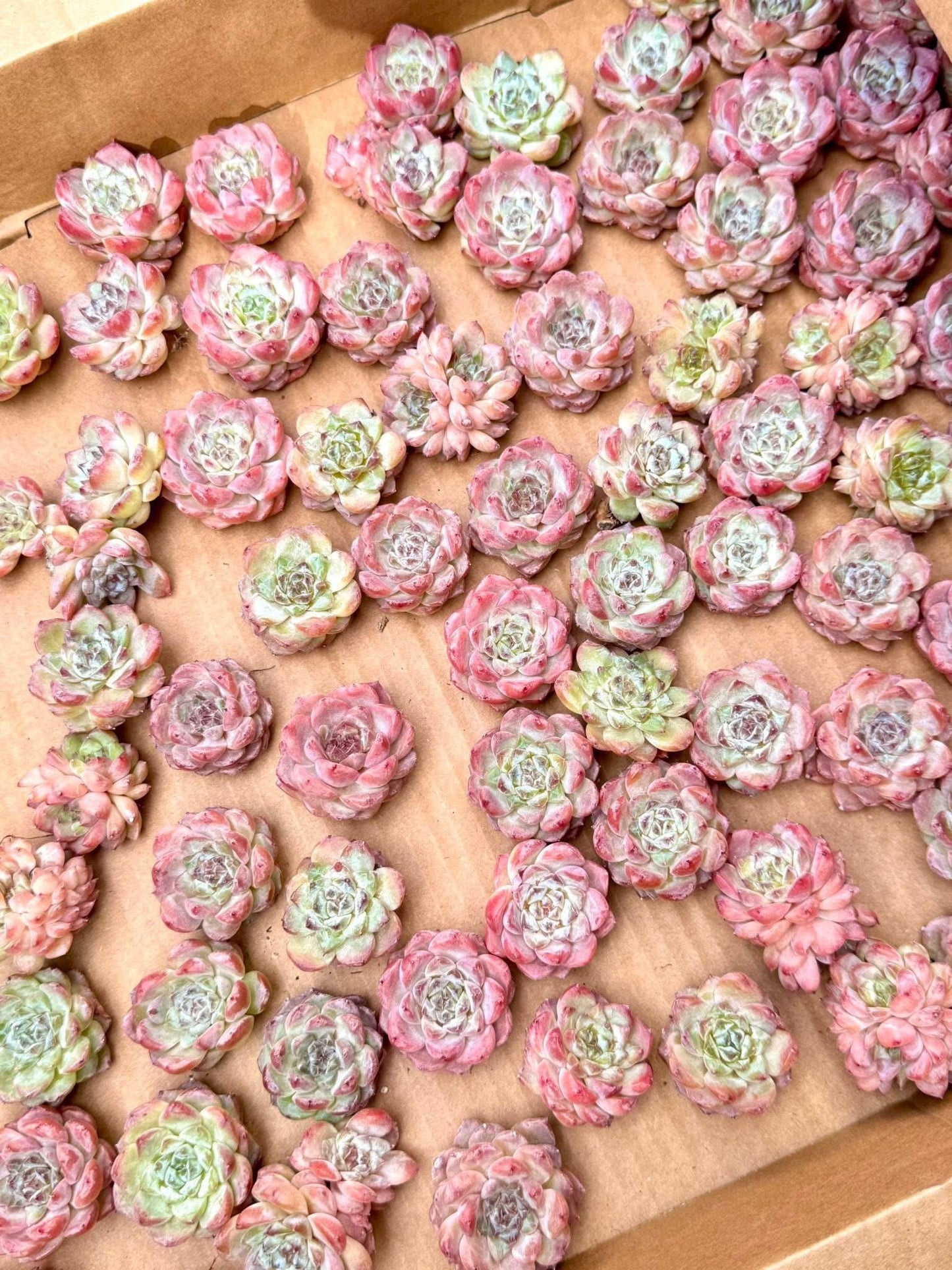 Echeveria Enchantress | Live Succulent Plant | Imported Plants | Pack of 5 Pcs