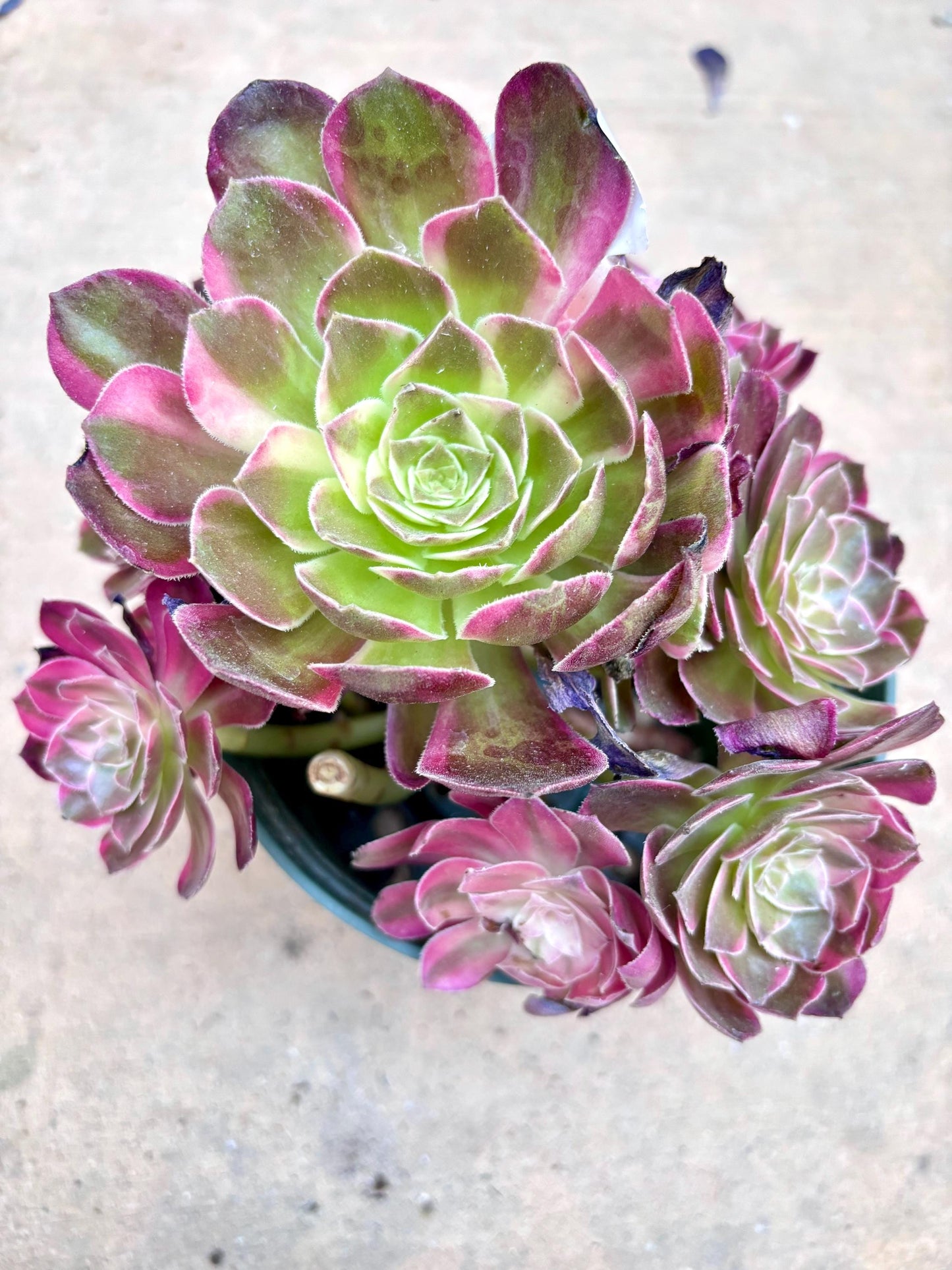 Aeonium Dark Lord Variegated | Live Succulent Plant | Korean Succulent | Rare Imported Echeveria | Imported Plants