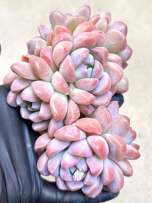 Echeveria Duo Duo Ice Jade | Live Succulent Plant | Korean Succulent | Rare Imported Echeveria | Imported Plants