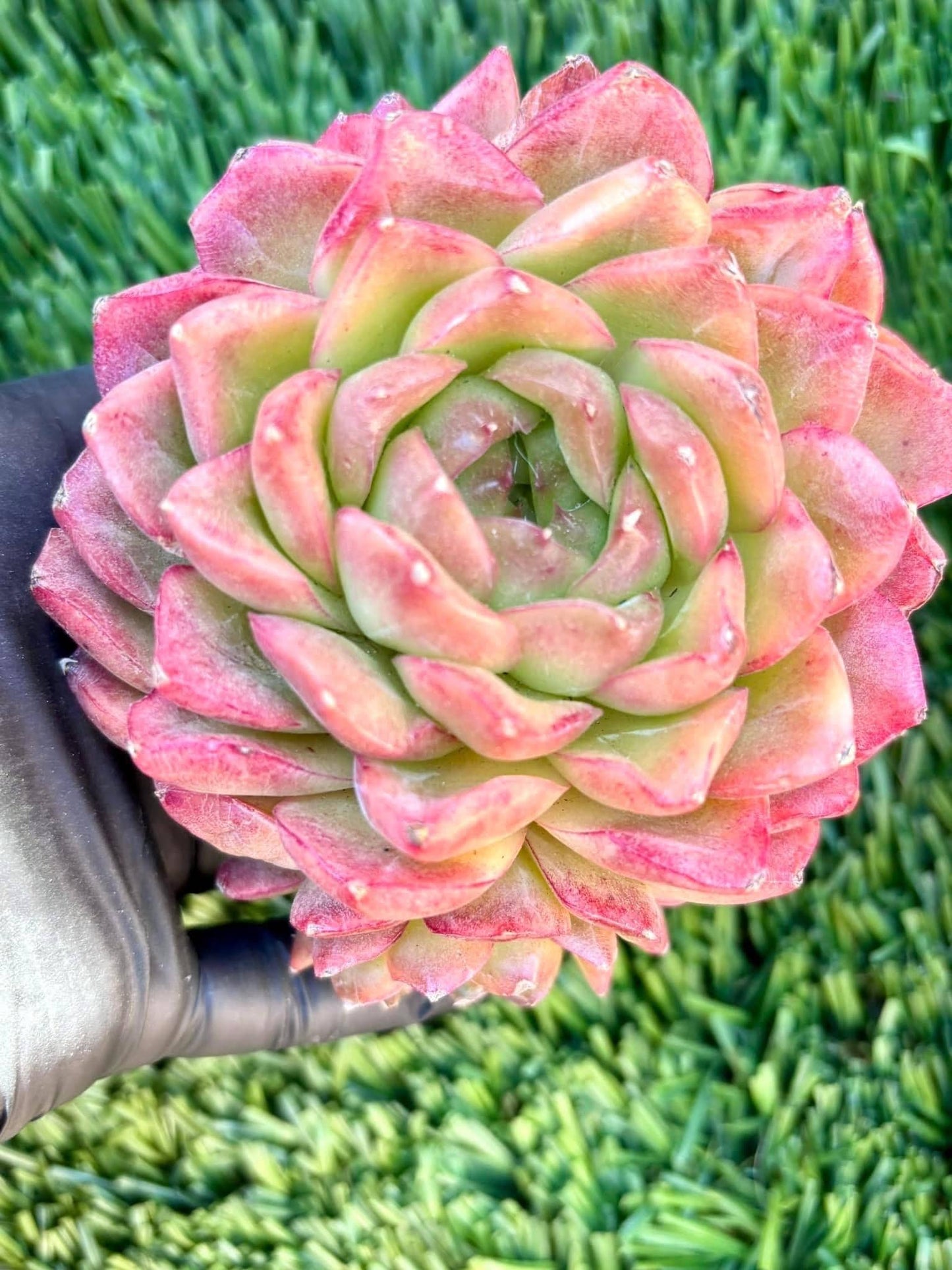 Echeveria QingCheng | Live Succulent Plant | Imported Plants | Imported Echeveria