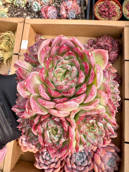 Echeveria Cherry Blossom Queen | Live Succulent Plant | Korean Succulent | Variegated Echeveria | Imported Plants | Echeveria Clusters