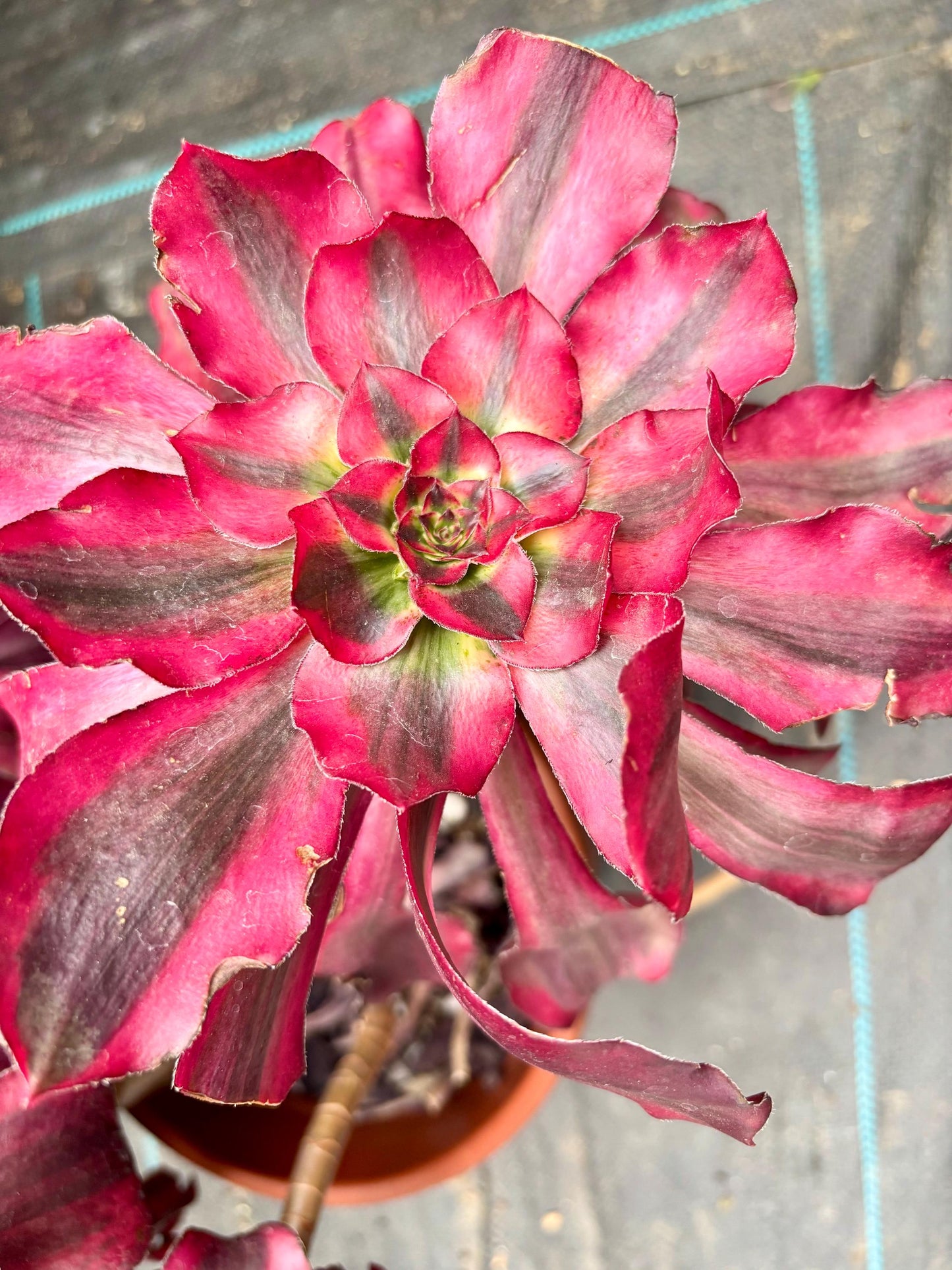 Aeonium Voodoo Variegated | 11” size | Live Succulent Plant | Imported Succulent | Imported Aeonium | Imported Plants