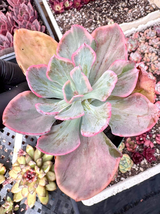 Echeveria Dick Wright Variegated | Live Succulent Plant | Korean Succulent | Variegated Echeveria | Imported Plants | Echeveria Clusters
