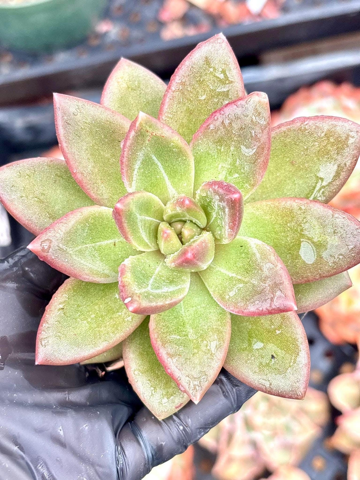 Echeveria Misty Bubble | Live Succulent Plant | Korean Succulent | Rare Imported Echeveria | Imported Plants