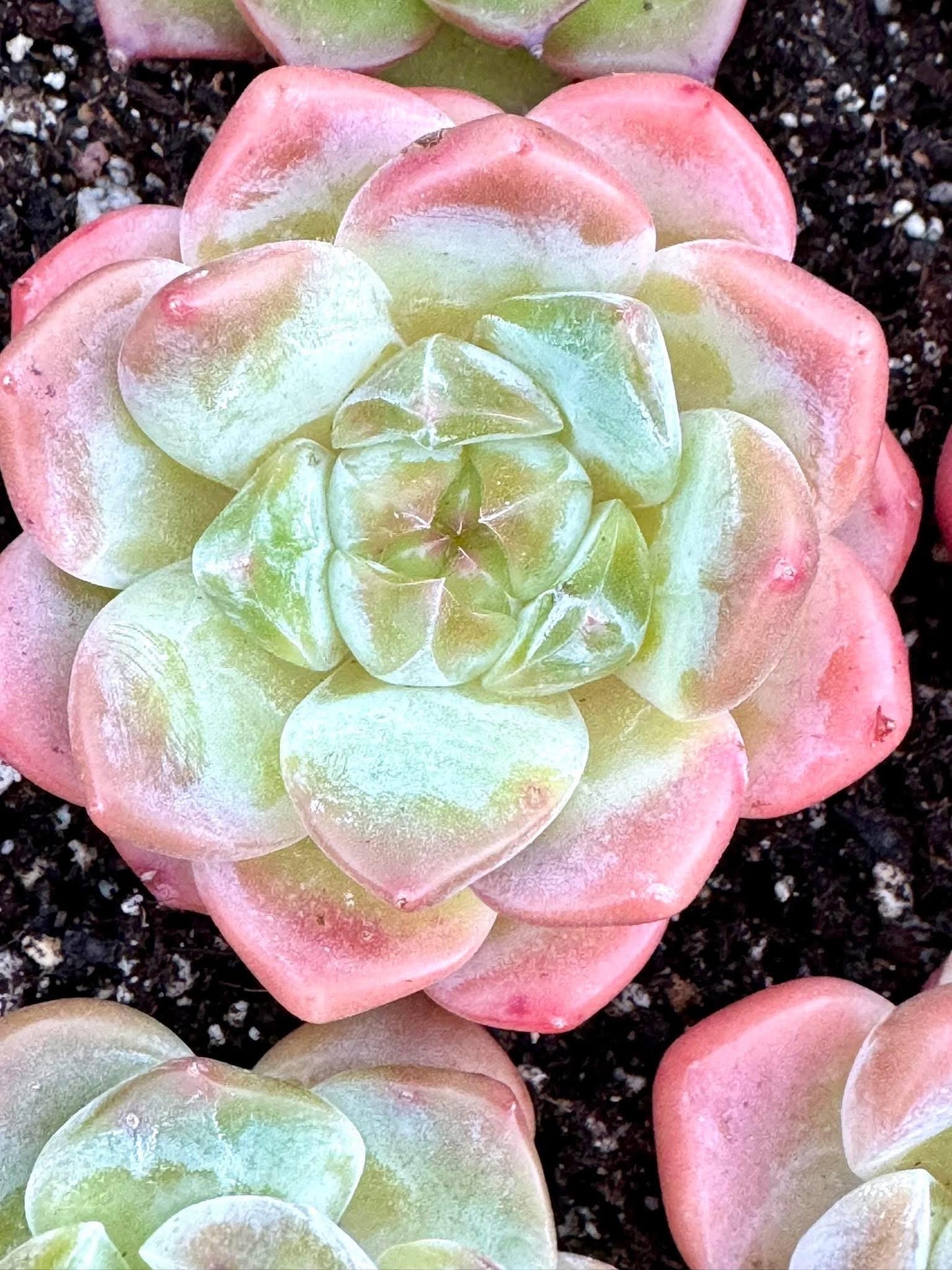 Echeveria Cherry Blossom Snow | Live Succulent Plant | Korean Succulent | Variegated Echeveria | Imported Plants