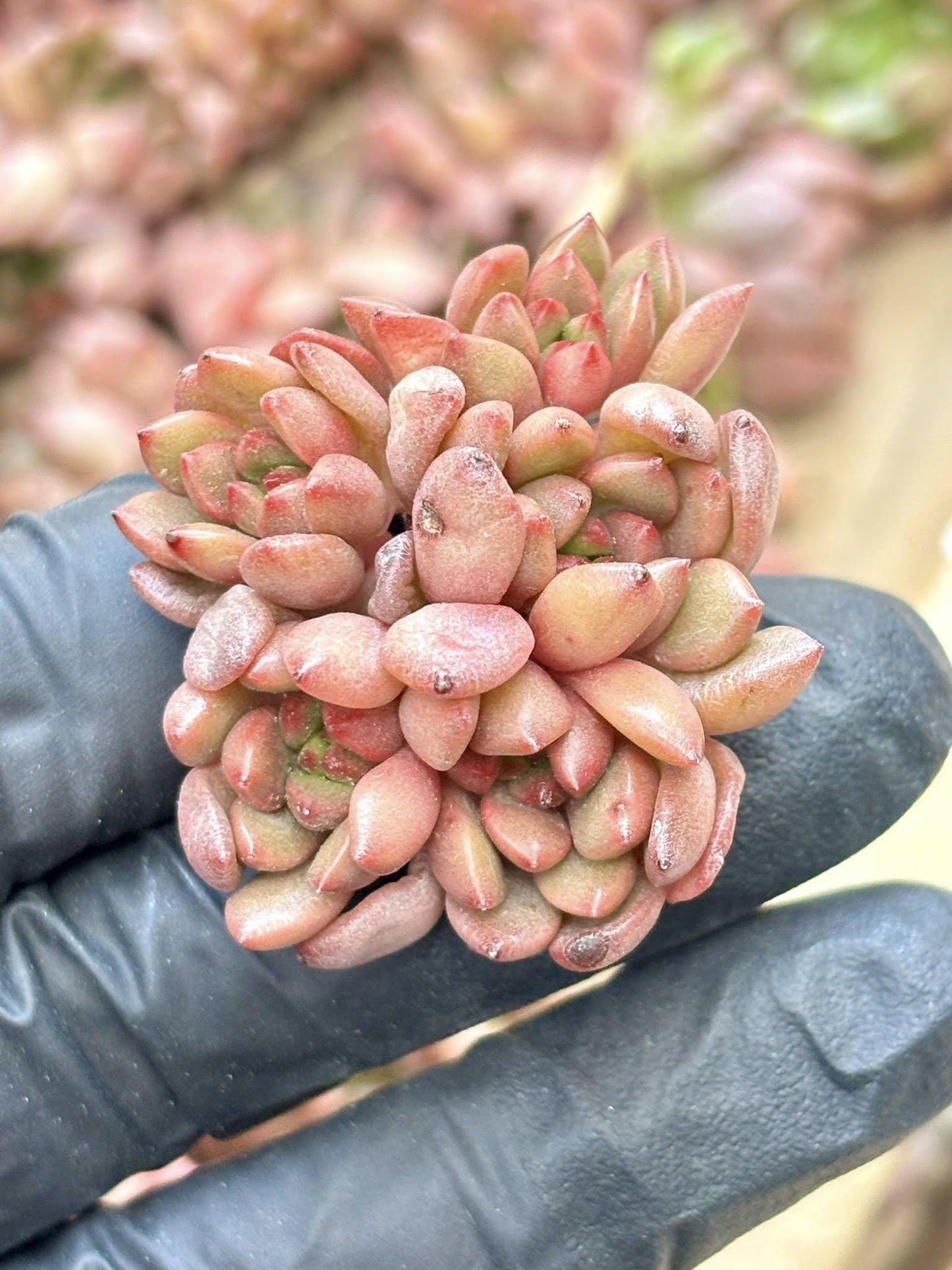 Echeveria Ruby | Live Succulent Plant | Korean Succulent | Variegated Echeveria | Imported Plants | Echeveria Clusters