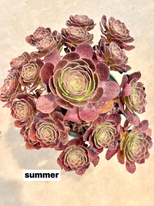 Aeonium Red Lotus | 1 gallon pot | Live Succulent Plant | Imported Succulent | Imported Aeonium | Imported Plants