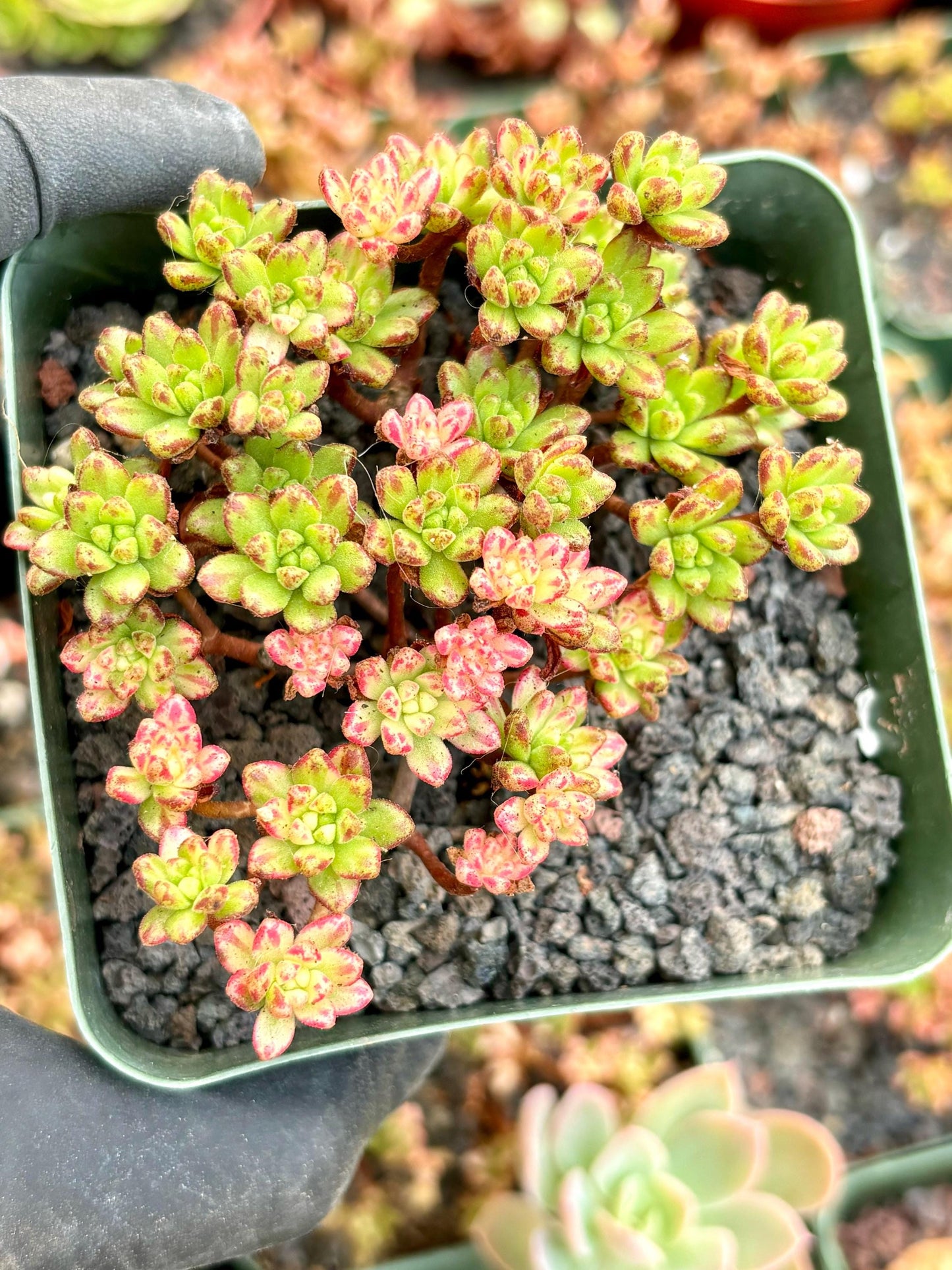 Aeonium Sedifolium Variegated | Live Succulent Plant | Korean Succulent | Rare Imported Echeveria | Imported Plants