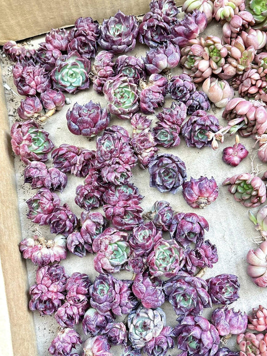 Echeveria Nightingale | Live Succulent Plant | Korean Succulent | Variegated Echeveria | Imported Plants | Echeveria Clusters