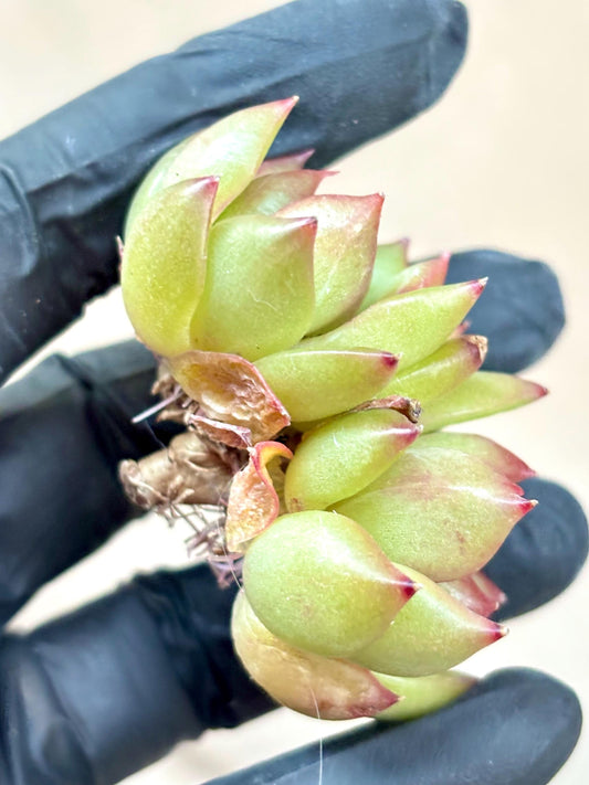 Echeveria Candy Jenny size ~2.5” | Live Succulent Plant | Echeveria Cluster | Rare Imported Echeveria | Imported Plants