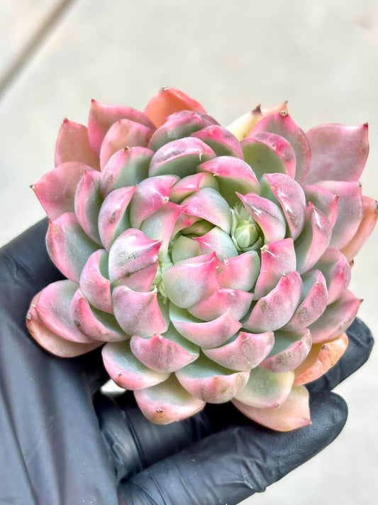 Echeveria Queen Rose Variegated | Live Succulent Plant | Korean Succulents | Imported Plants | Echeveria Variegated