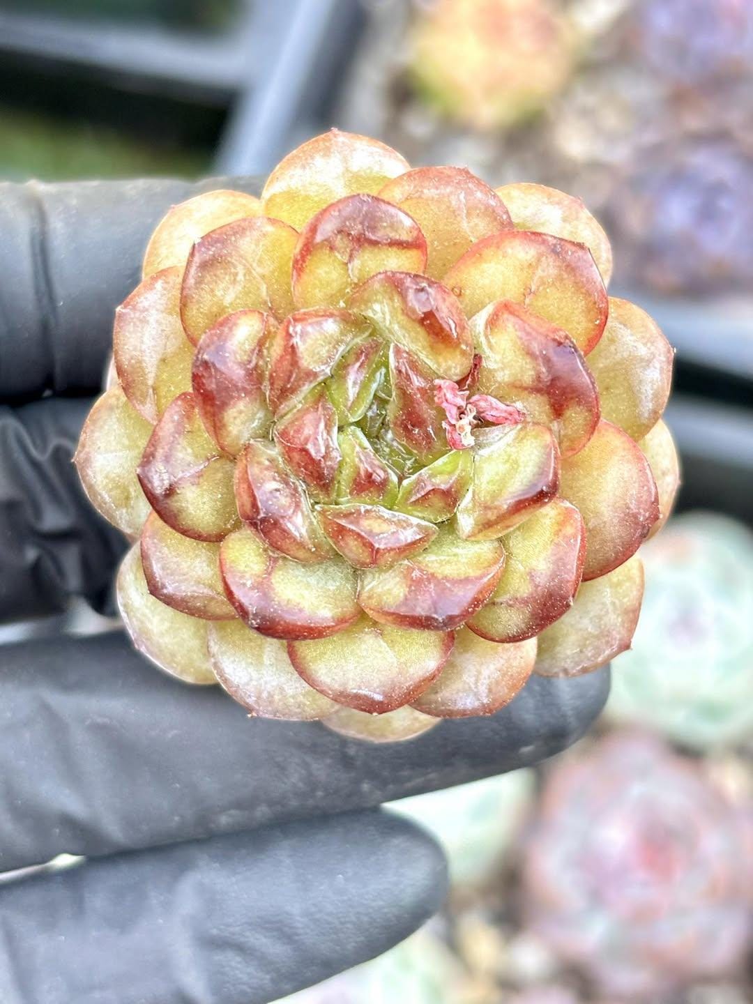 Echeveria Red Sun Jenny | Rare Imported Succulent | Collector’s Succulent