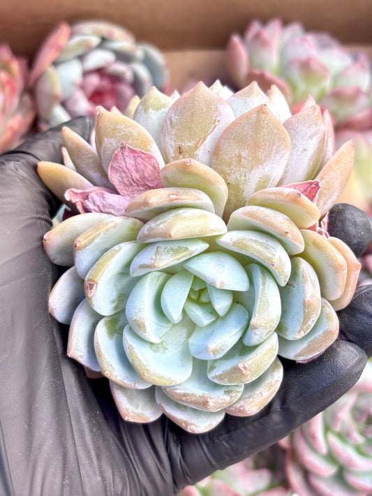 Echeveria Snow Lotus | Live Succulent Plant | Korean Succulent | Rare Imported Echeveria | Imported Plants