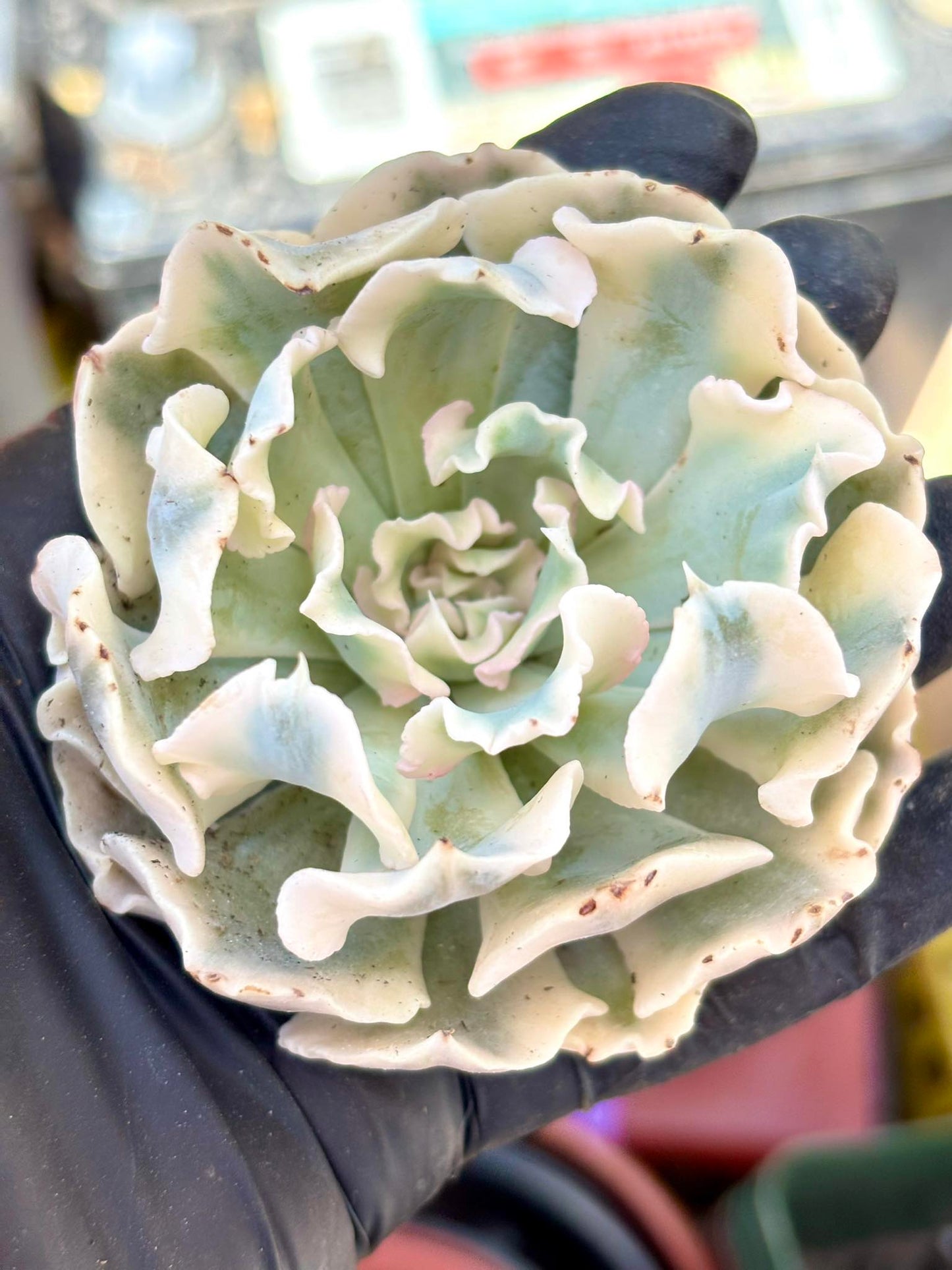 Echeveria Liberia Variegated | Live Succulent Plant | Korean Succulent | Rare Imported Echeveria | Imported Plants