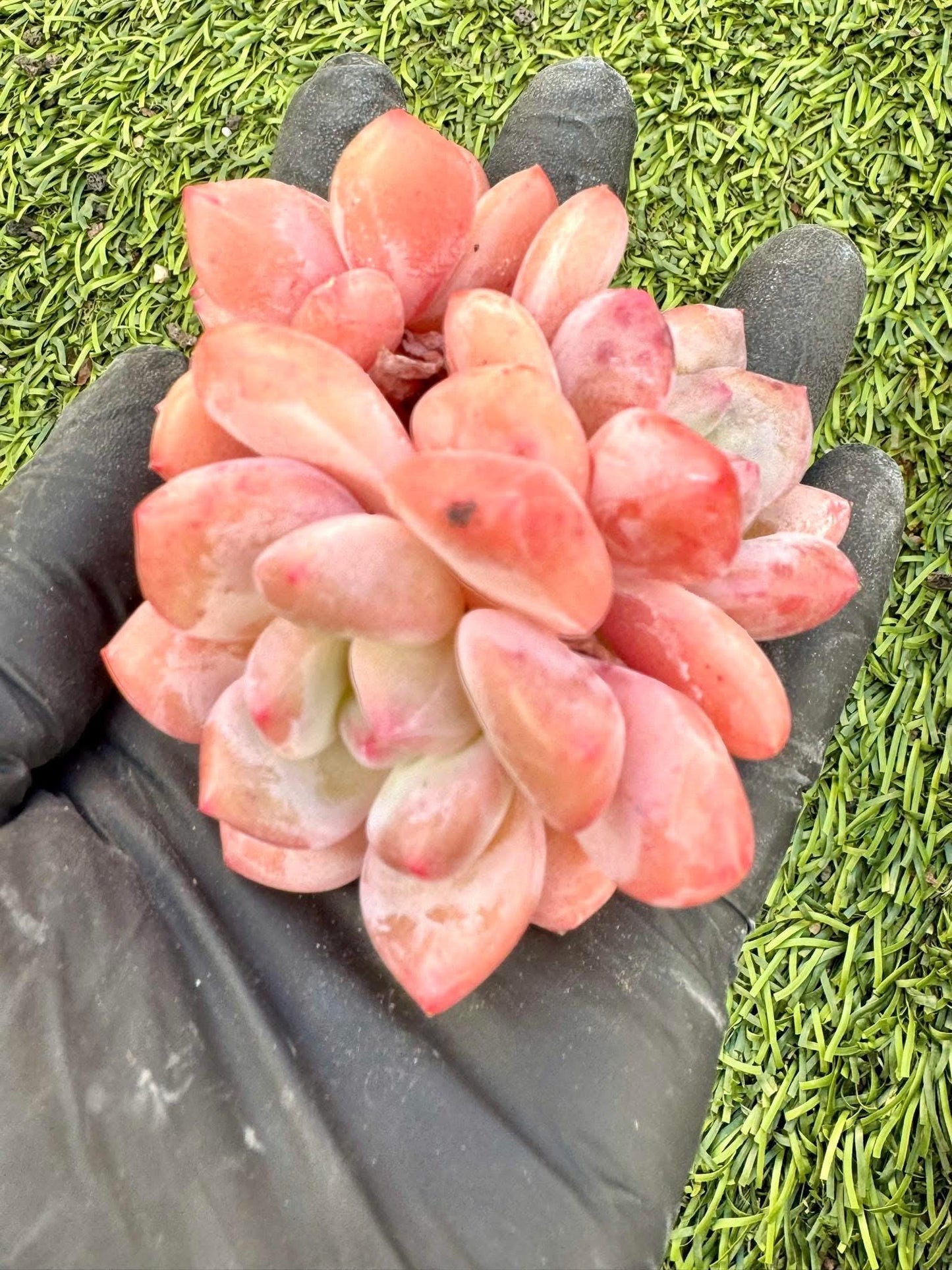 Echeveria Spice Orange | Live Succulent Plant | Korean Succulent | Variegated Echeveria | Imported Plants