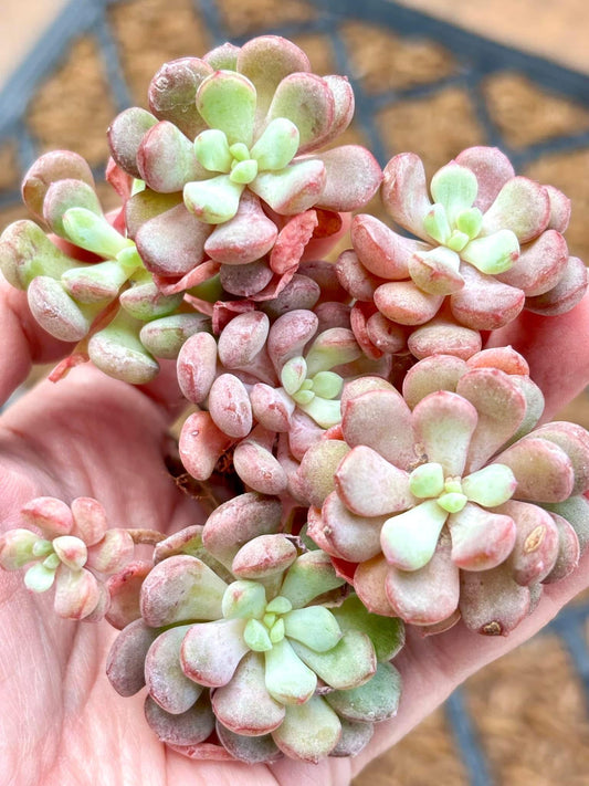Echeveria Cute Bean | Live Succulent Plant | Korean Succulent | Rare Imported Echeveria | Imported Plants