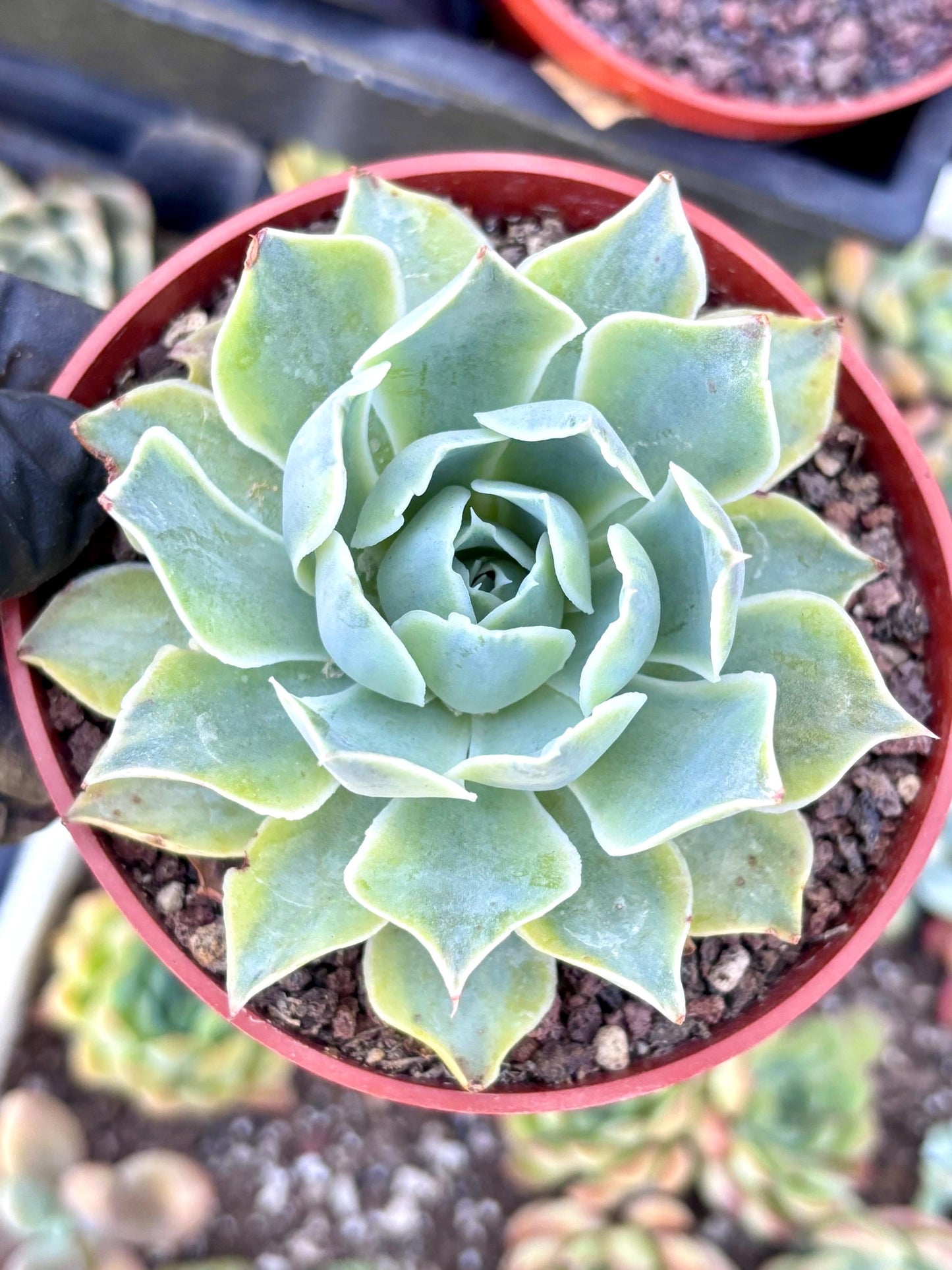 Echeveria Blue Velvet Variegated l Variegated | Live Succulent Plant | Korean Succulent | Rare Imported Echeveria | Imported Plants