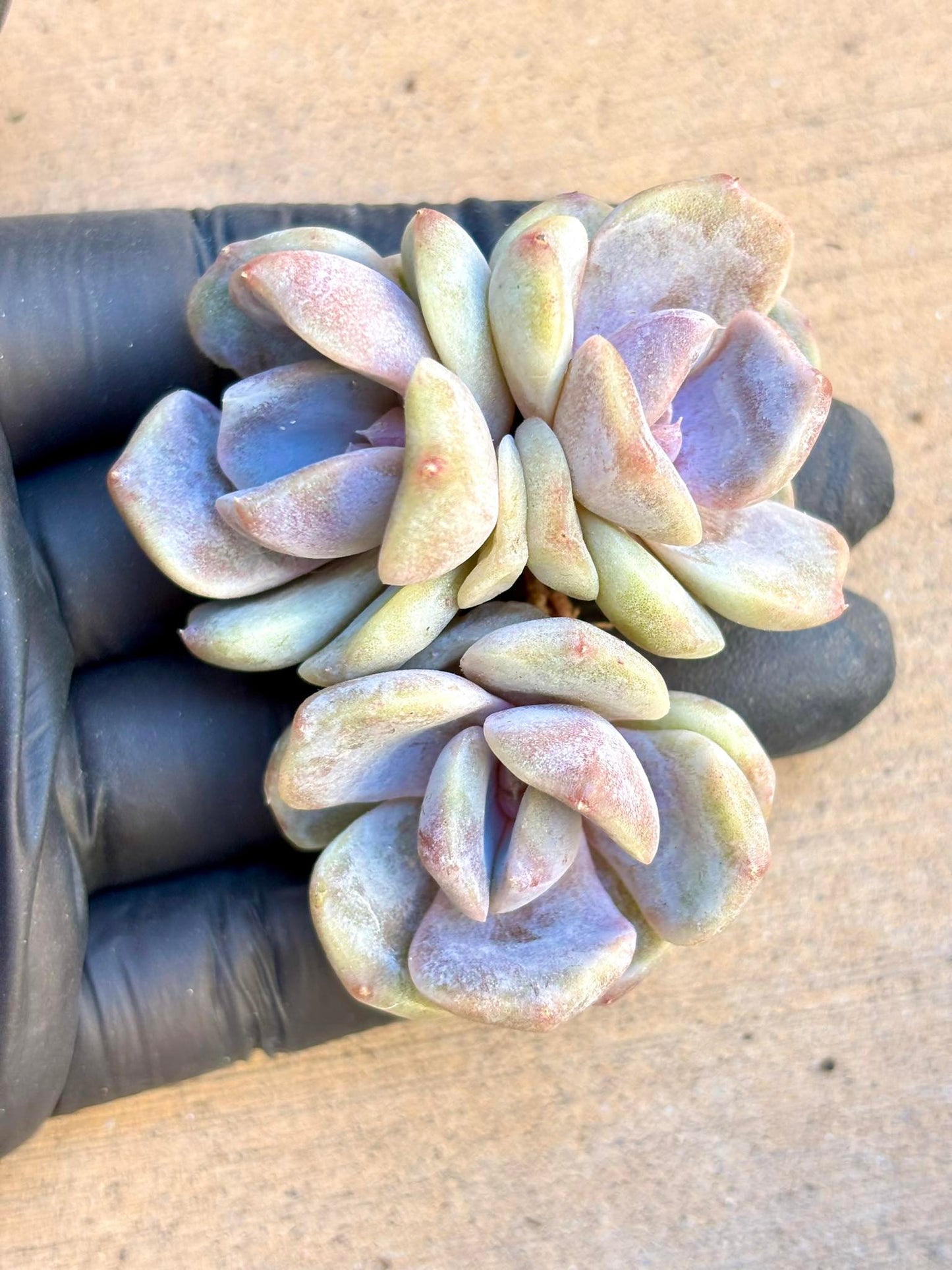 Echeveria Taro Paste | Live Succulent Plant | Korean Succulent | Rare Imported Echeveria | Imported Plants
