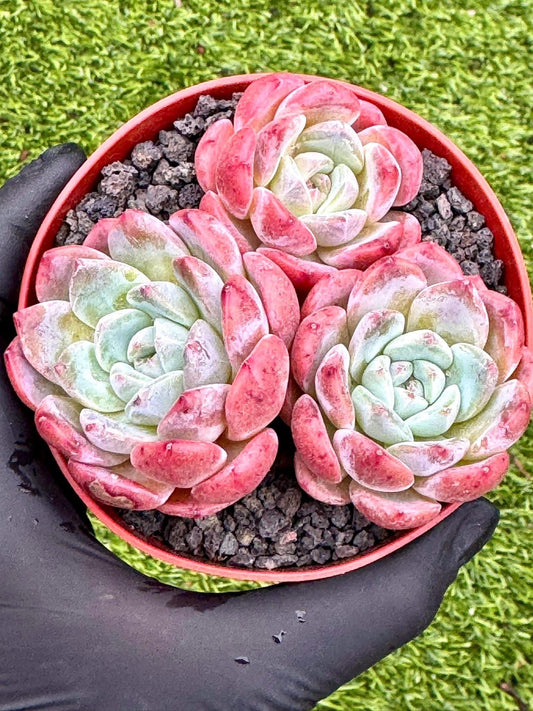 Echeveria Rouge Powder | Live Succulent Plant | Korean Succulent | Rare Imported Echeveria | Imported Plants