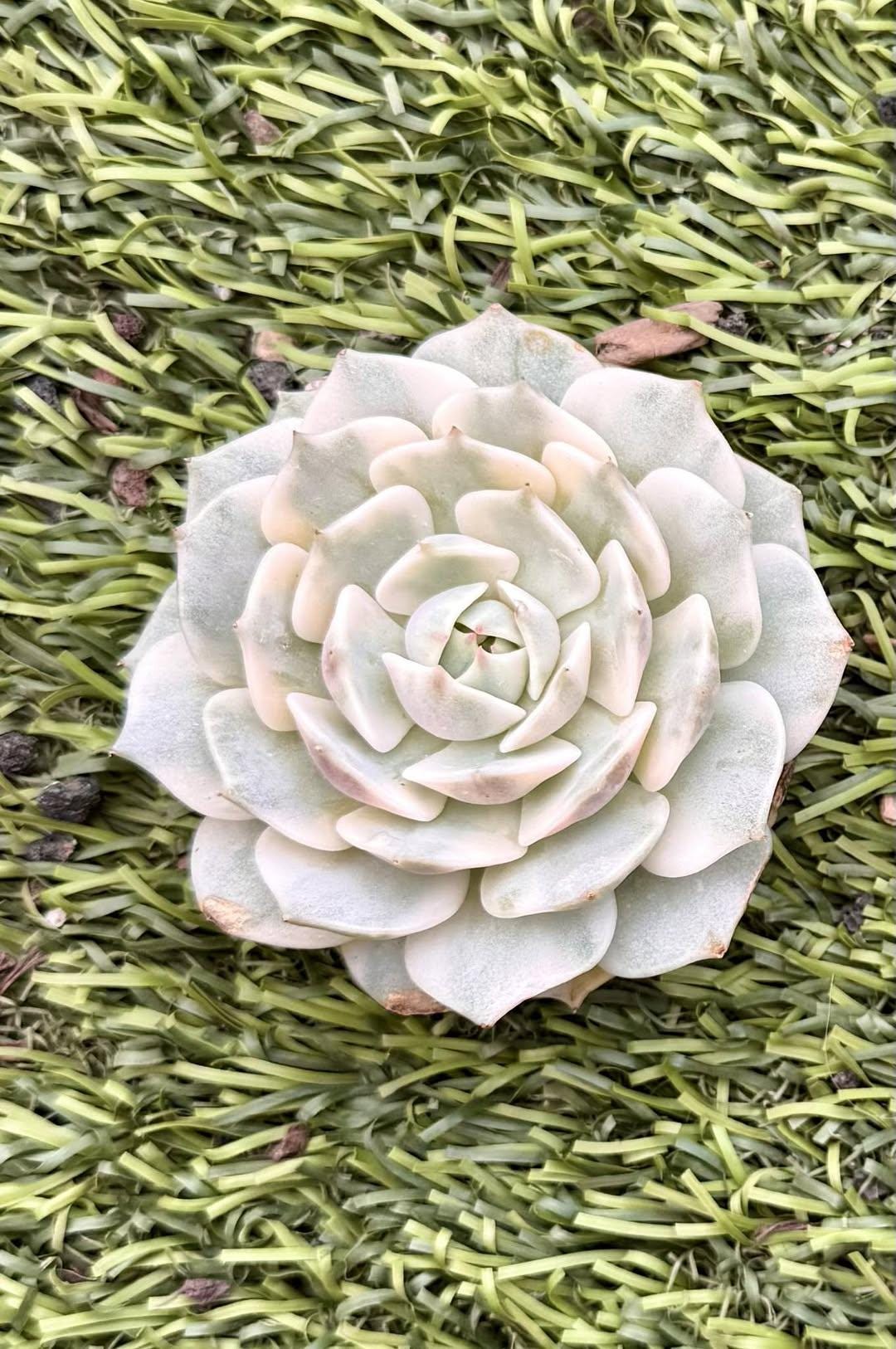 Echeveria Lola Variegated | Live Succulent Plant | Korean Succulent | Rare Imported Echeveria | Imported Plants