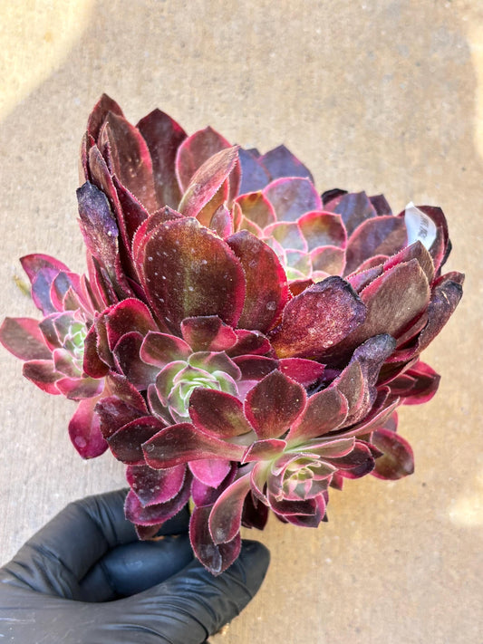 Aeonium Black Mojin Variegated | Live Succulent Plant | Korean Succulent | Rare Imported Aeonium | Imported Plants