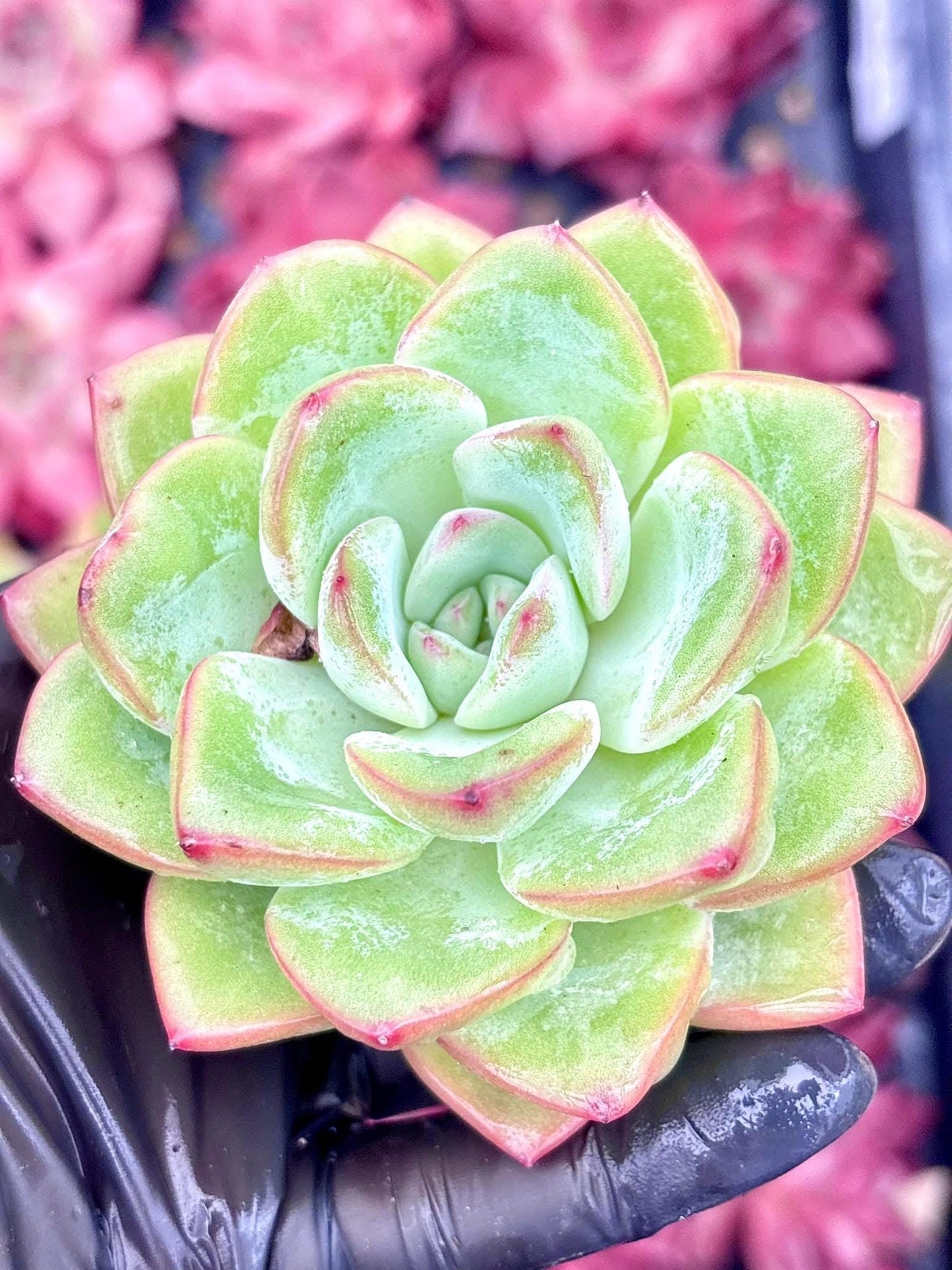 Echeveria Amabier | Live Succulent Plant | Korean Succulent | Rare Imported Echeveria | Imported Plants