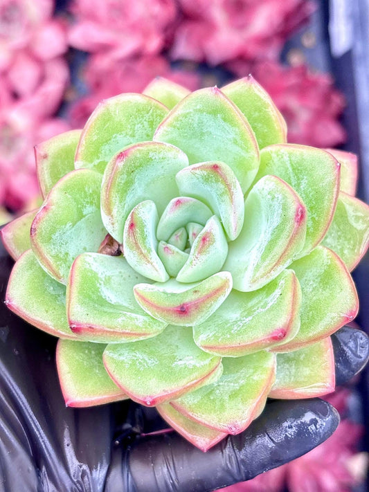 Echeveria Amabier | Live Succulent Plant | Korean Succulent | Rare Imported Echeveria | Imported Plants