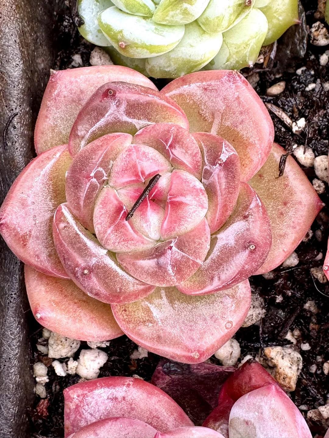 Echeveria Autumn Melody | Rare Imported Succulent | Collector’s Succulent