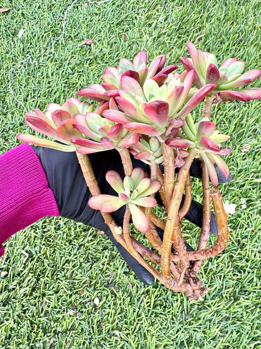 Echeveria Minibelle Variegated | Live Succulent Plant | Korean Succulent | Variegated Echeveria | Imported Plants