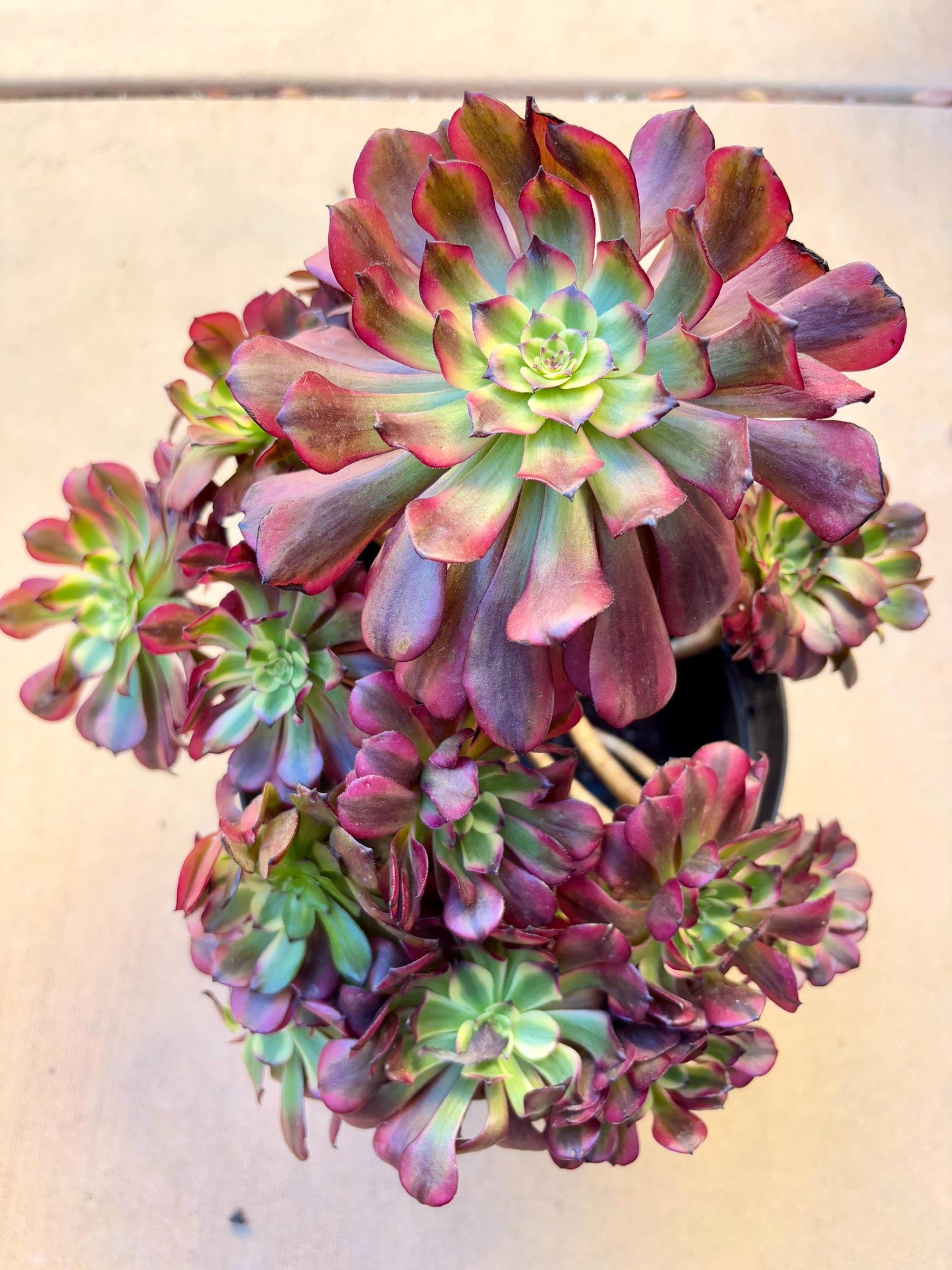 Aeonium Fire Unicorn | 12” width | Live Succulent Plant | Korean Succulent | Variegated aeonium | Imported Plants |