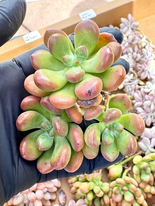 Echeveria QQ Candy | Live Succulent Plant | Korean Succulent | Rare Imported Echeveria | Imported Plants