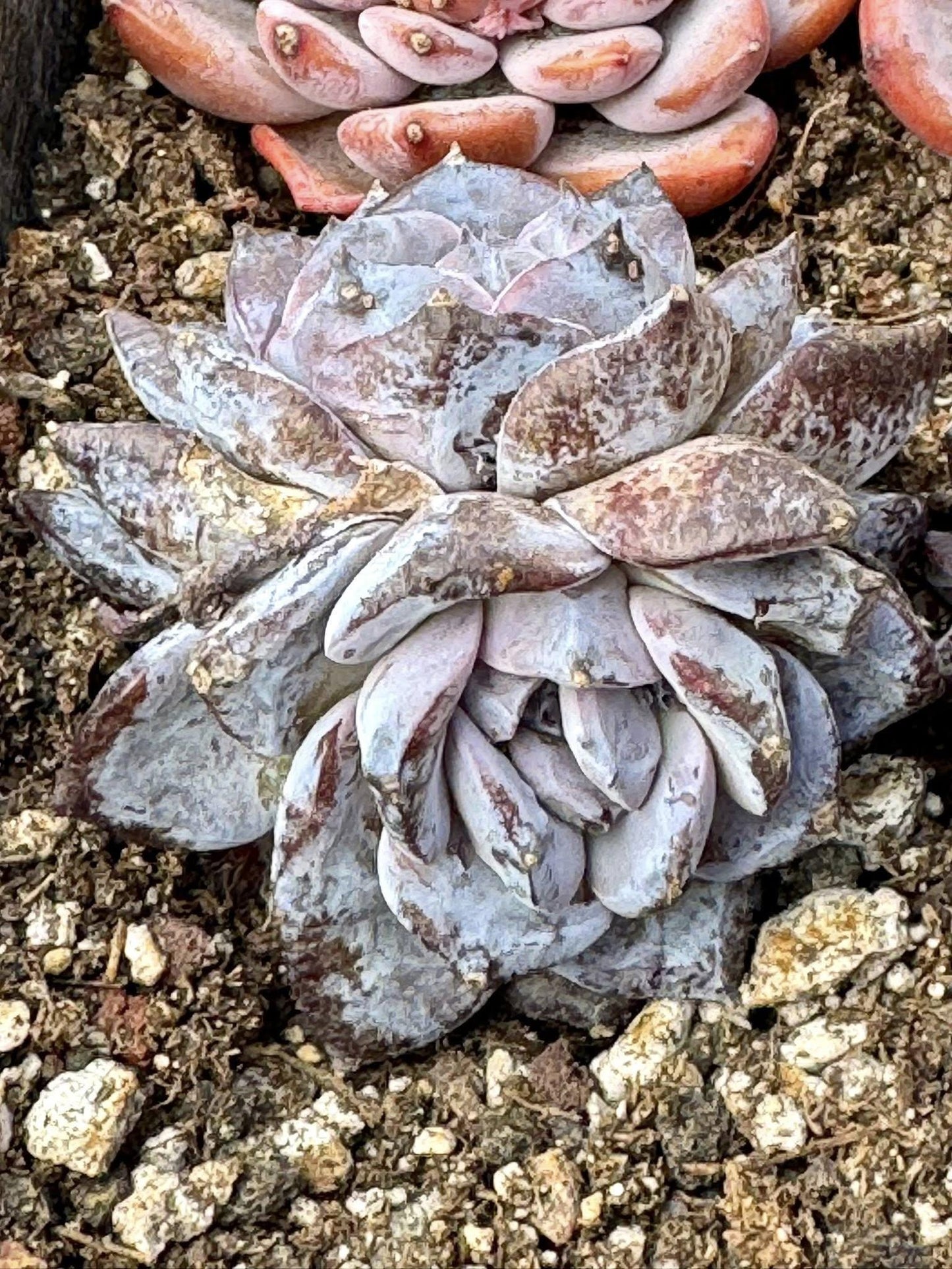 Echeveria Ocean Star | Rare Imported Succulent | Collector’s Succulent