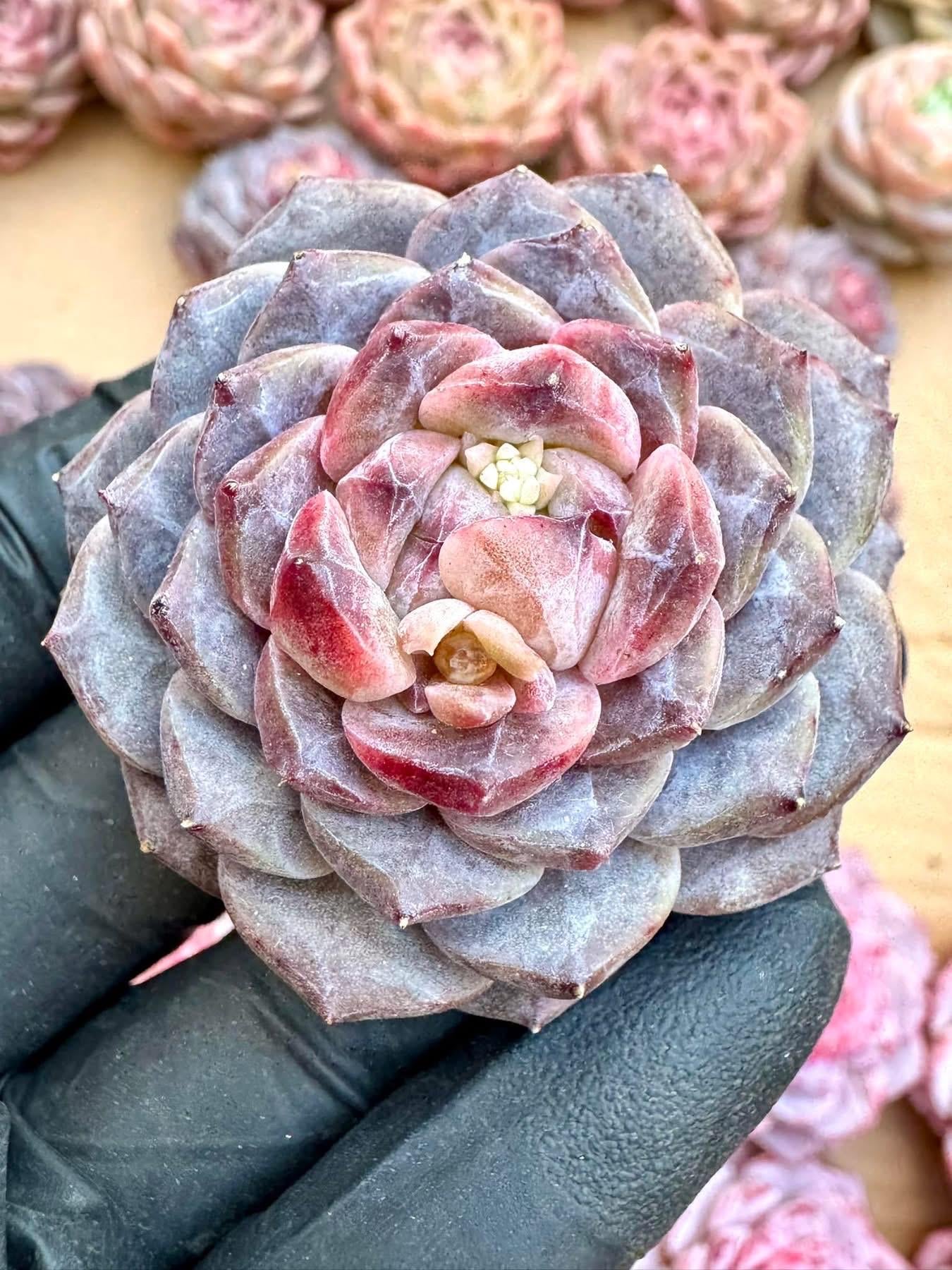 Echeveria Lunar Palace | Rare Imported Succulent | Collector Succulent