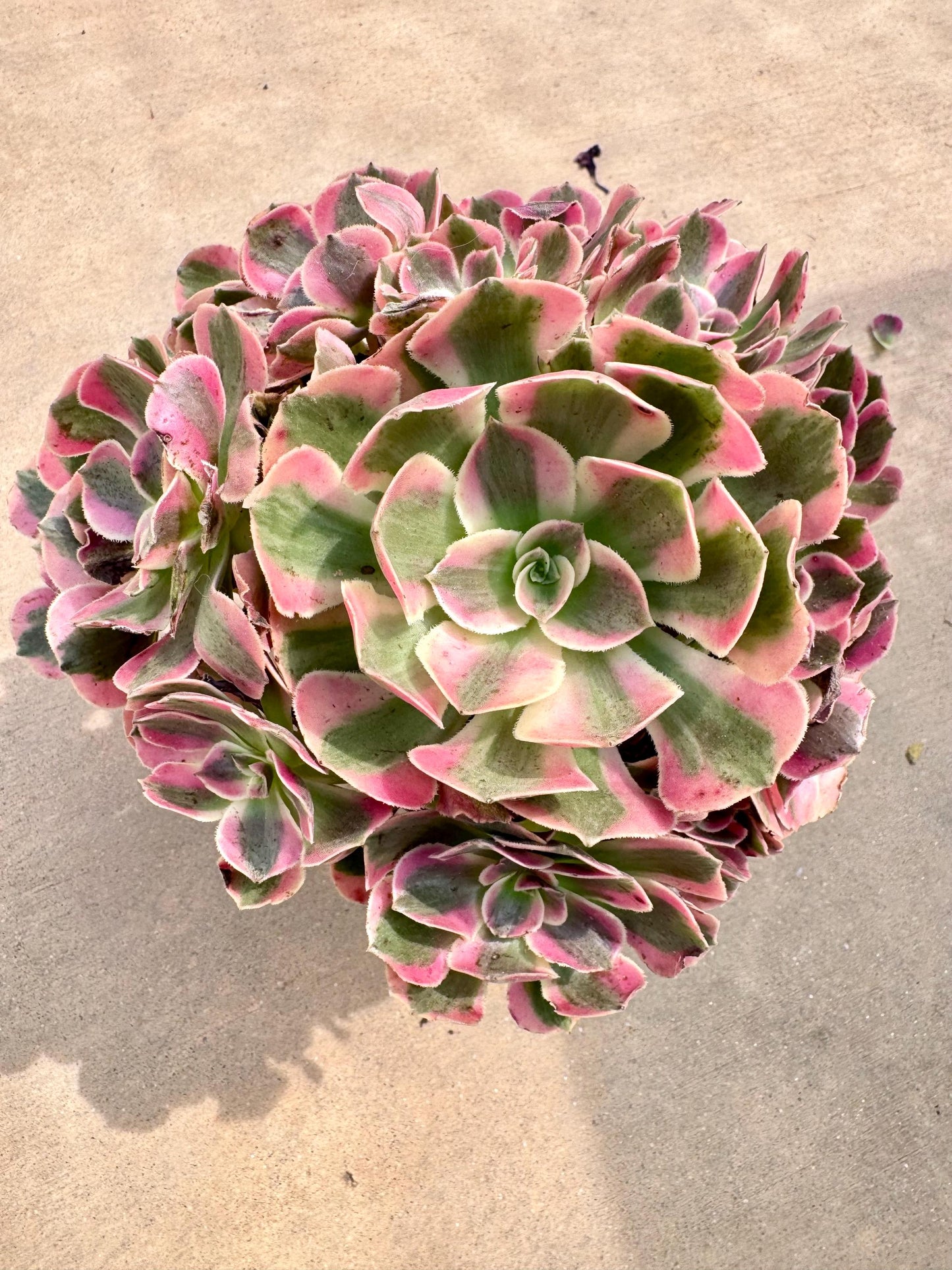 Aeonium Pink Witch Variegated | Live Succulent Plant | Korean Succulent | Rare Imported Aeonium | Imported Plants