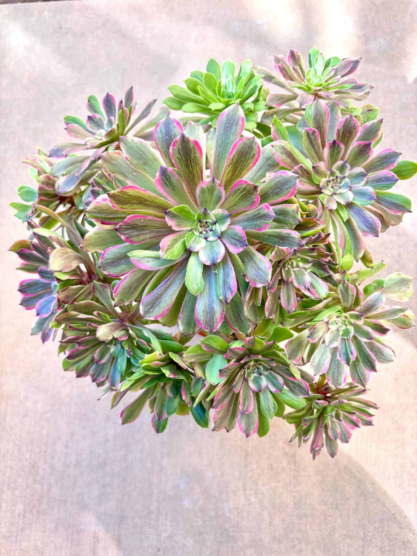 Aeonium Candy Power Variegated | Live Succulent Plant | Rare Imported Aeonium | Imported Plants