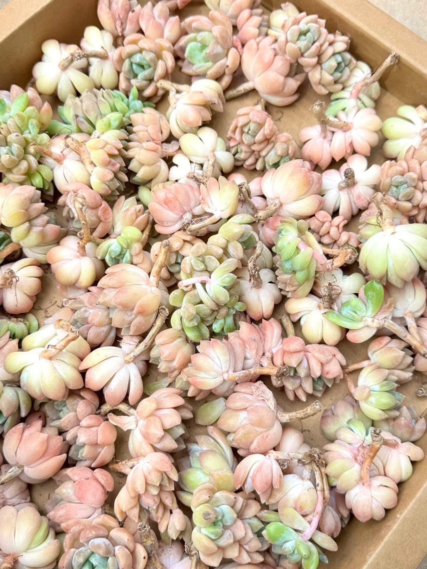 Echeveria Birch | Live Succulent Plant | Variegated Echeveria - Pack of 5 Pcs
